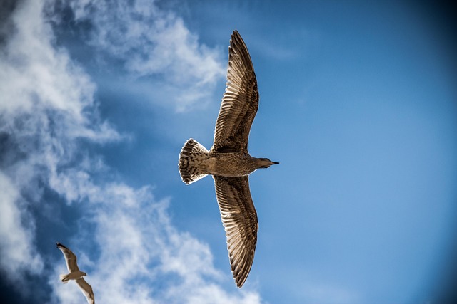 seagulls, flight, birds, sky, nature, gulls, wildlife, fly, animals, feathers, wings, flying seagulls, freedom, blue sky, sky, sky, fly, fly, fly, fly, fly, blue sky